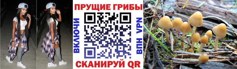 MEGA ТОР  купить наркоту  Чайковский  Псилоцибиновые грибы мухоморы 